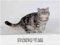 海口胡双科技有限公司