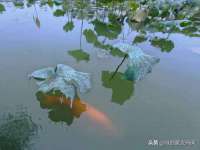 海口胡双科技有限公司