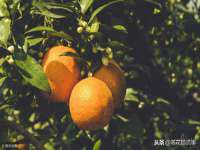 海口胡双科技有限公司