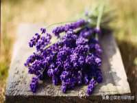 海口胡双科技有限公司