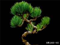 海口胡双科技有限公司